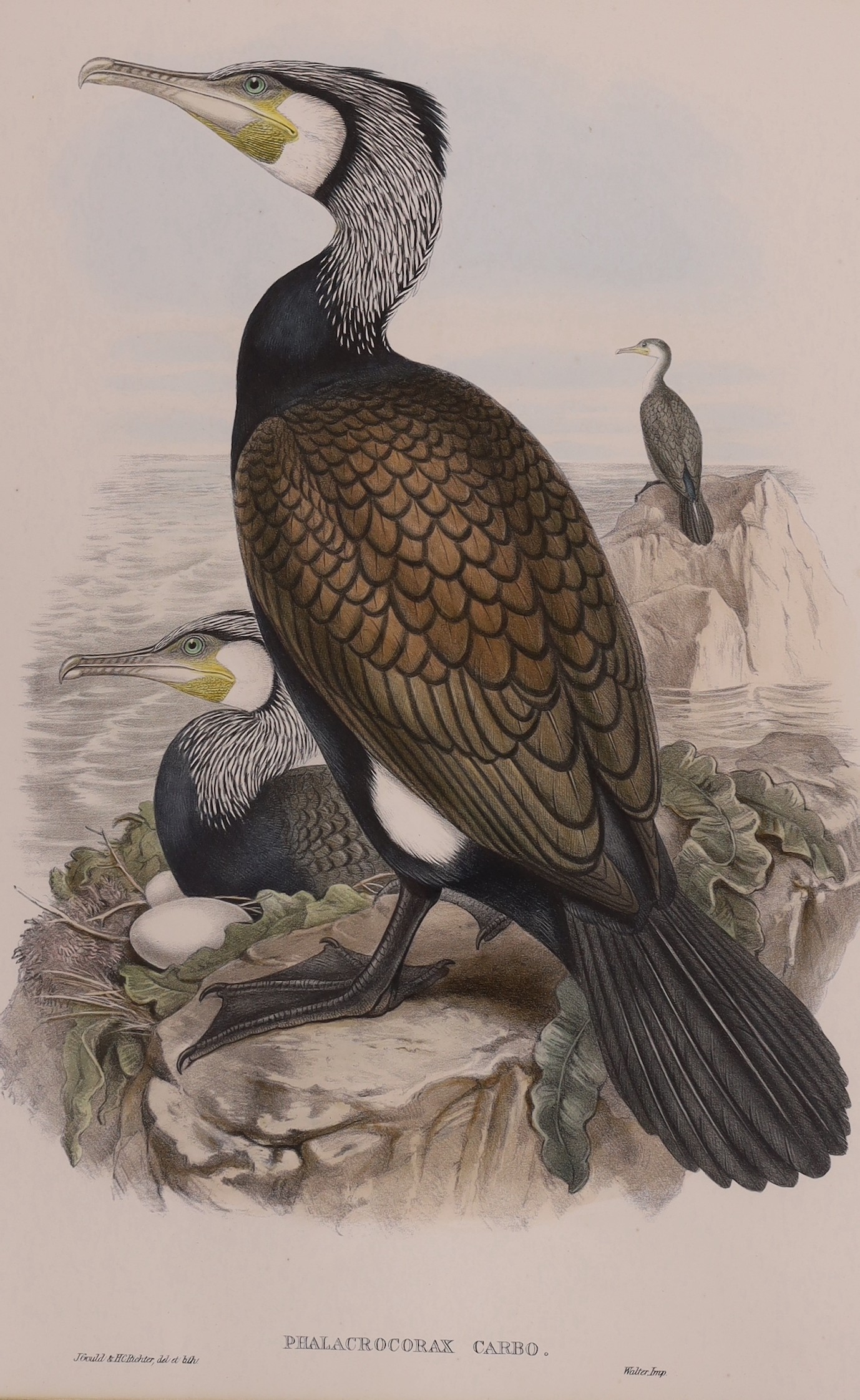 After John Gould, J. Wolf & H.C.Richter, six assorted colour lithographs from The Birds of Great Britain, largest 53 x 36cm